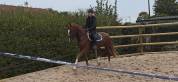 Magnifique cheval de dressage, 3 ans