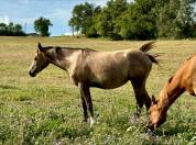 chevaux pur sang arabe et dsa