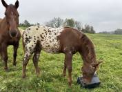 Poulain foal near léopard origines sport 