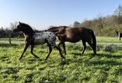 Poulain foal near léopard origines sport 