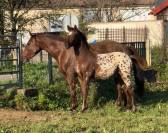 Poulain foal near léopard origines sport 