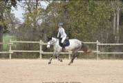 Poney de sport CSO Hunter 