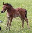 Poulain Poney D Sport