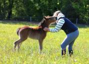 Poulain Poney D Sport