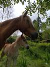 Pouliche Haflinger 