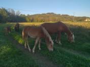 Pouliche Haflinger 