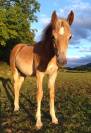 Pouliche Haflinger 