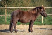 shetland a vendre