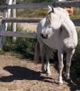 Camargue Plein papier 