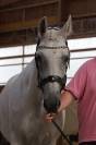 Poulinière ou cheval de loisir 