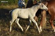 POULAIN LEOPARD BAI