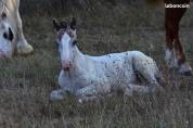 POULAIN LEOPARD BAI