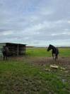 pensions chevaux/poneys 