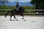 Hongre 5 ans dressage par quaterbold 