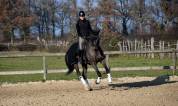 Hongre 5 ans dressage par quaterbold 