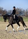 Hongre 5 ans dressage par quaterbold 