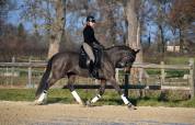 Hongre 5 ans dressage par quaterbold 