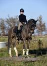 Hongre 5 ans dressage par quaterbold 