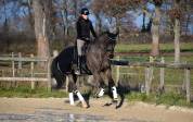 Hongre 5 ans dressage par quaterbold 