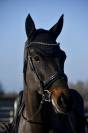 Hongre 5 ans dressage par quaterbold 