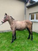 PONEY CONNEMARA NE EN 2023