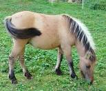 Poney B 3 ans en 2025