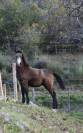 Poulain poney welsh part bred 