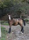 Poulain poney welsh part bred 