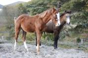 Poulain poney welsh part bred 