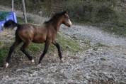 Poulain poney welsh part bred 