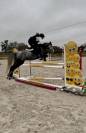 Poney de sport - 5 ans - Grand C 