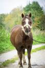 Poney 6 ans onc 120 - 125 cm 