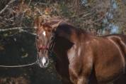 Granjero: Hongre de 4 Ans, Allure et Charisme,