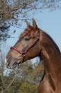 Granjero: Hongre de 4 Ans, Allure et Charisme,