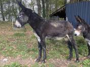 À VENDRE, 2 magnifiques mâle  ÂNES DES PYRENNEES