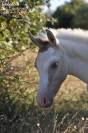 POULAIN CHAMPAGNE DUN TOBIANO AUX YEUX BLEUS