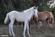 POULAIN CHAMPAGNE DUN TOBIANO AUX YEUX BLEUS