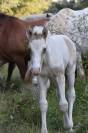 POULAIN CHAMPAGNE DUN TOBIANO AUX YEUX BLEUS