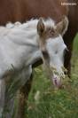 POULAIN CHAMPAGNE DUN TOBIANO AUX YEUX BLEUS