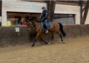 Caballo castrado Zangersheide En venta 2021 Bayo