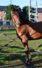 Caballo castrado Zangersheide En venta 2021 Bayo