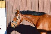 Caballo castrado Zangersheide En venta 2021 Bayo