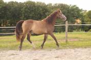 Poney 3 ans PFS 