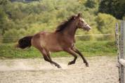 Poney 3 ans PFS 