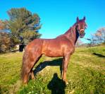 Cheval espagnol à vendre