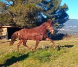 Cheval espagnol à vendre