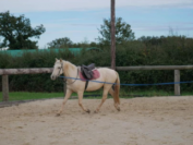 ADORABLE PONEY - 9 ANS - 145 CM 