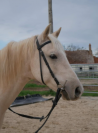 ADORABLE PONEY - 9 ANS - 145 CM 