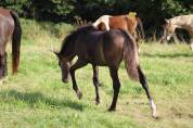 Poulain poney français de selle