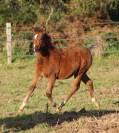 Poulain poney français de selle